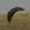 hawk flight