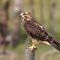 hawk on post