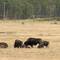 Another herd of bison