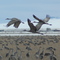 Sandhill Cranes