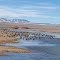 Sand Hill Cranes & Wild Ducks