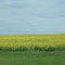 Canola Crop in Central Alberta
