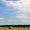 Good hay crop by 4th of July