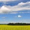 Canola field near Innisfail