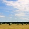 Same hayfield, different horizon