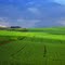 Summer Green