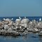 Birds of Cold Lake