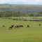 Horses S.W. part of Calgary.