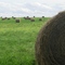 Endless Haybales