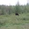 Bear in Alberta