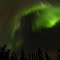 Aurora borealis over black spruce forest