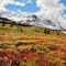 Fall colors