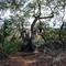 Twisted Live Oak on the Tivoli River