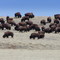 Bison on the Prairie