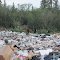 Grizzly at the Dump