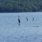Coming up on a Heron