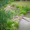 Beaver Dam