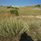Dry Grassland & Desert Plants Thriving off of Record Drought Conditions, Aug '09, on the Southern Edge of Edmonton, AB