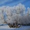 Frosty White Willow in sun