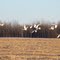 Trumpeter Swans in flight