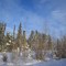 Winter Woods and Powder West of Rocky Mountain House AB