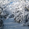 Ice Fog Buildup on trees