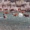 Horses Crossing Middle Fork