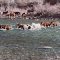 Horses Cross Middle Fork