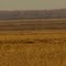 Golden Weeds And Mud Flats In The Distance Near Beaverhill Lake Bed East of Edmonton Sep '10