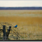 Mountain Bluebird on wire fence