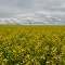 Canola