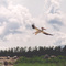 Pelican at Lower Therien Lake