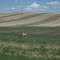 Pronghorn