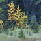 Early fall colours in Alberta, September 2008