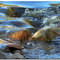 Pipestone Creek