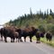 Buffalo by Zama City, Alberta