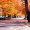 maples