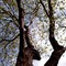 maple in spring