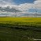 Canola and wind turbines south of Fort Macleod
