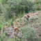 Foxes along the Dempster Highway