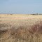 Prairie Of Gold Naturally Framed East of Fort Saskatchewan AB And Edmonton Apr '12