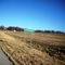 Cynthiana