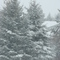 Winter In Rimbey