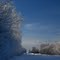 Frosty Trees