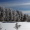 Frosty Trees