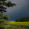 Pinos y canola.