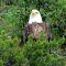 Eagle waiting for dinner!