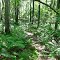 Trail Through the Ferns