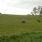 Hay Bales