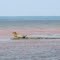 Seal on Oak Island reef